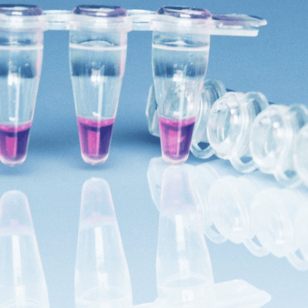 Panfungal Sequencing Primer